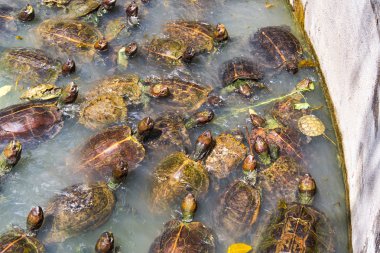 Kaplumbağalar gölet üzerinde çok