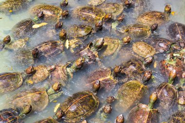 Kaplumbağalar gölet üzerinde çok