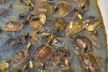 Kaplumbağalar gölet üzerinde çok