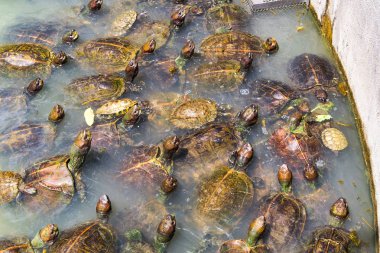 Kaplumbağalar gölet üzerinde çok