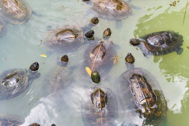 Kaplumbağalar gölet üzerinde çok