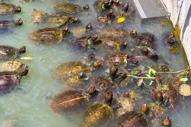 Kaplumbağalar gölet üzerinde çok
