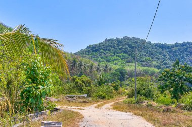 Ormanın içinden yol
