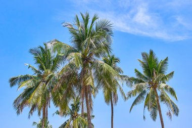 Mavi gökyüzü avucunda