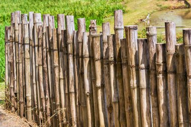 Bambu Ağacı çit portre