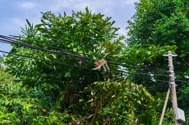 Telin üstünde oturan makak maymunu yaban hayatı