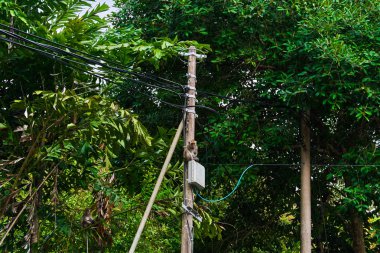 Telin üstünde oturan makak maymunu yaban hayatı