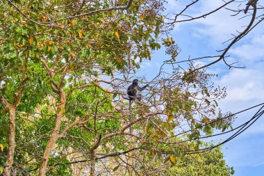 Langur maymunu ağaçta oturuyor.