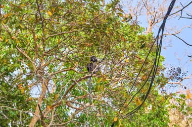 Langur maymunu ağaçta oturuyor.