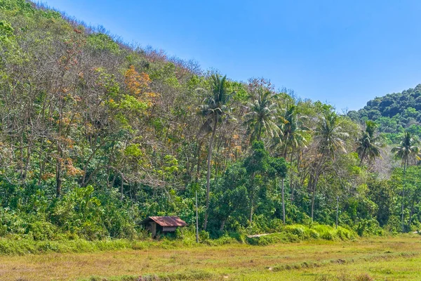 Pequeña Casa Selva — Foto de Stock