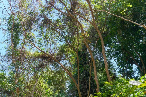 Дом Обезьян Дереве Джунглях — стоковое фото