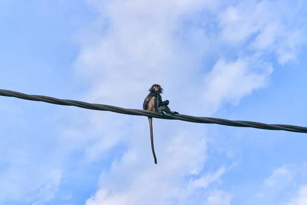 Langur Affe Sitzt Auf Draht — Stockfoto