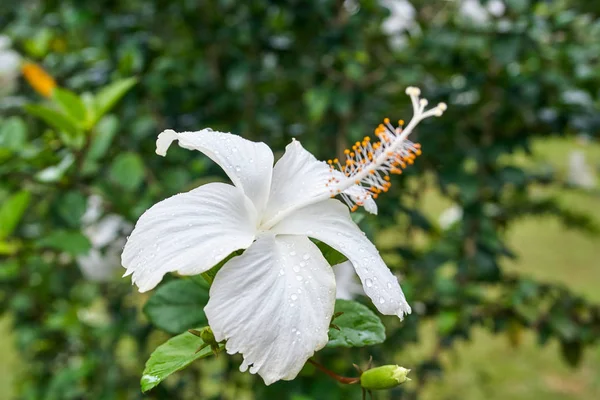 Jardin Botanique Perdana Vue Sur Les Fleurs Blanches Kuala Lumpur — Photo