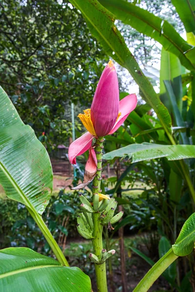 Jardin Botanique Perdana Vue Sur Les Fleurs Bananier Kuala Lumpur — Photo