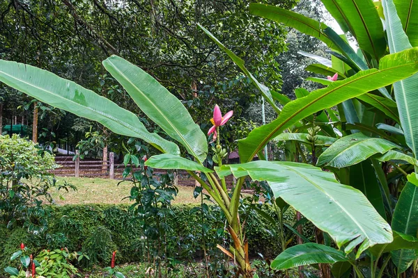 Perdana Botanik Bahçesi muz çiçek görünümü Kuala Lumpur, Malezya