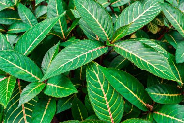 Arka plan güzel çimen yaprakları