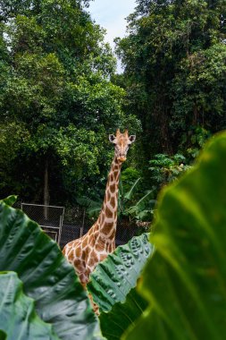 Afrika zürafa görünümü baş