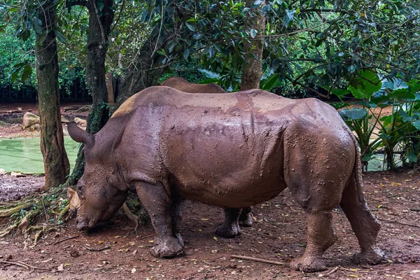 Rinoceronte Blanco Africano Vista — Foto de Stock