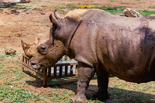 African White Rhinoceros View — Stock Photo, Image