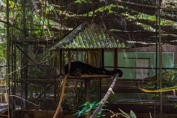 Délkelet Ázsia Bearcat Megtekintése — Stock Fotó
