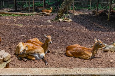 Kafue Lechwe geyik görünümü