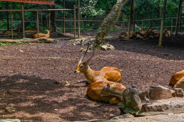 Kafue Lechwe geyik görünümü