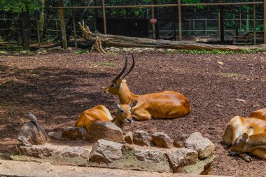 Kafue Lechwe geyik görünümü