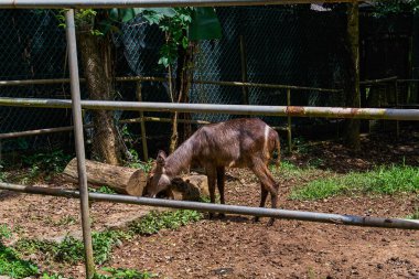 Kafue Lechwe geyik görünümü