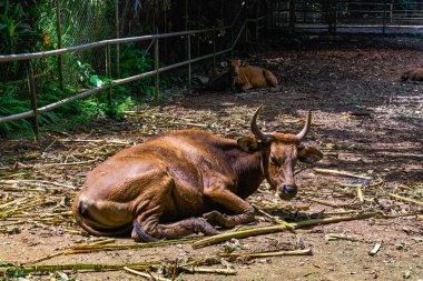 Bant boynuz inek görünümü