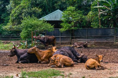 Bant boynuz inek görünümü