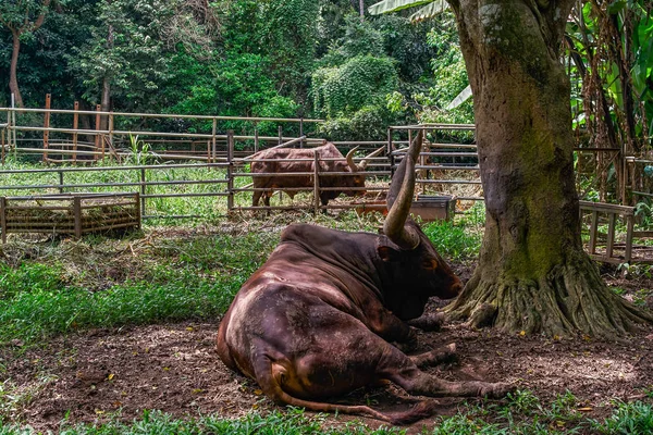 Δείτε Ταύρο Ankole Βοοειδή — Φωτογραφία Αρχείου