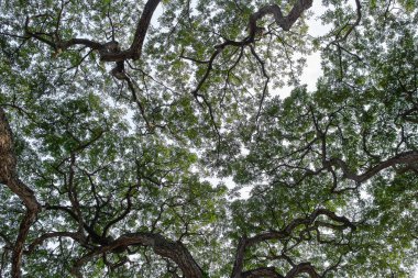 Eski tropik ağaç arka plan