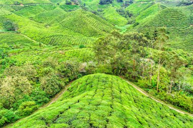 Güzel Highlands çay plantasyon manzaralı