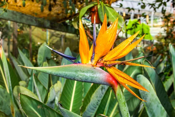 Oiseau Paradis Fleur Tropicale — Photo