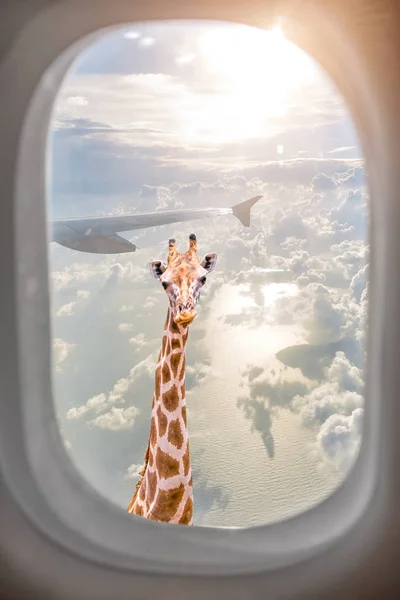 Girafe Avec Long Cou Regardant Étonnamment Travers Fenêtre Plane Coucher — Photo