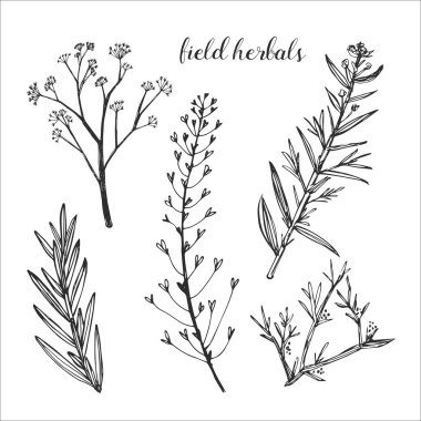 Beyaz arka plan üzerinde izole alan bitki bitkiler şifa. Defne ve twigs tasarımınız için.