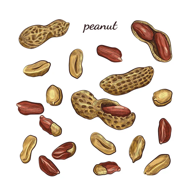 Jordnöt Handritad Illustration Nötter Och Beskjuter Skisser Isolerad Vit Bakgrund — Stock vektor