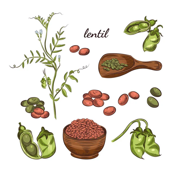 Plante Lentille Illustration Dessinée Main Pois Gousses Croquis Pelle Pour — Image vectorielle