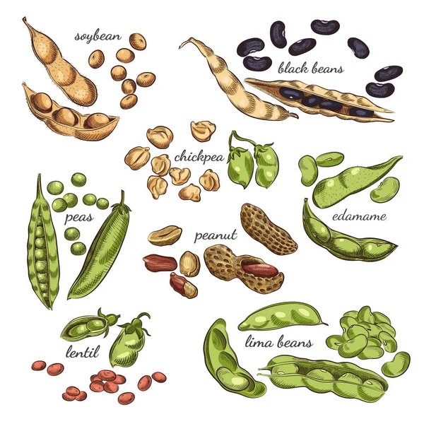 Hülsenfrüchte Handgezeichnete Illustration Nüsse Erbsen Bohnen Schoten Und Schalen Skizzen — Stockvektor