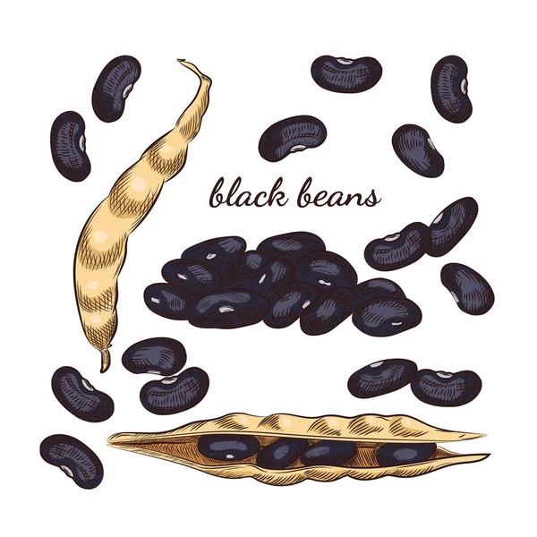 Tangan Kacang Hitam Digambar Sketsa Pada Latar Belakang Putih Buncis - Stok Vektor