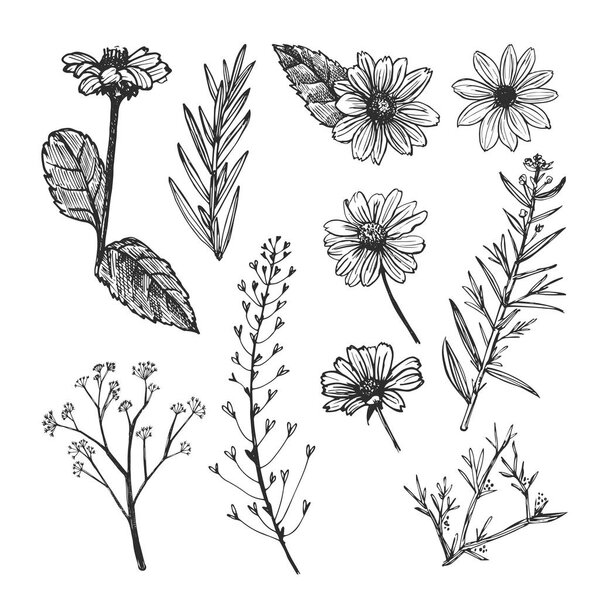 Helianthus and herb plants hand drawn sketch. Flowers and field herbs isolated on white background.
