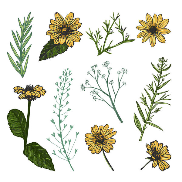 Helianthus and herb plants hand drawn sketch. Flowers and field herbs isolated on white background.