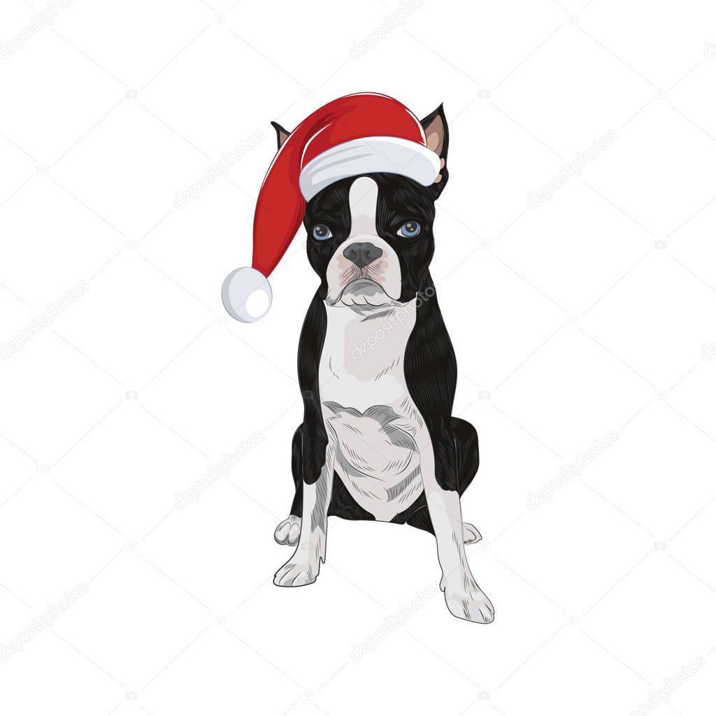 Boston Terrier wearing Santa hat isolated on white background. Santa dog in Christmas mood.