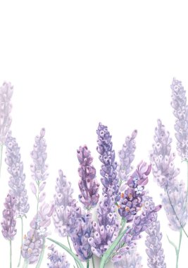 Suluboya lavanta düğün davetiye şablon. El Beyaz zemin üzerine suluboya lavanta boyalı. Provence yaz düğün kavramı.