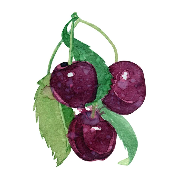 Akvarel Sladká Třešeň Zblízka Třešňové Ovoce Větev Izolované Bílém Pozadí — Stock fotografie