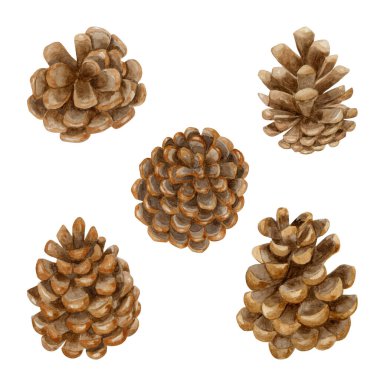 Çam kozalakları suluboya koleksiyonu. Beyaz arkaplanda el yapımı çam kozalakları.