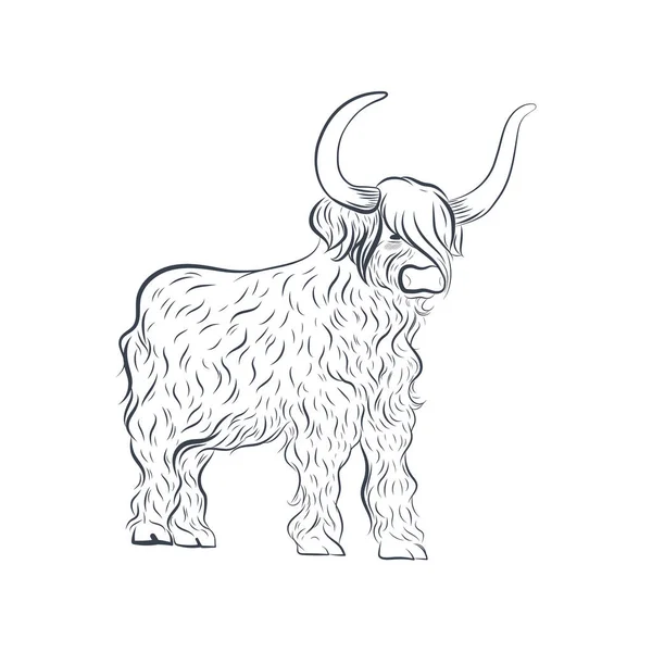 Illustrazione Vettoriale Del Bue Grugnente Longhair Yak Isolato Sfondo Bianco — Vettoriale Stock