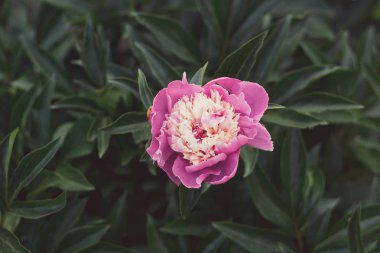 Şakayık arka plan yeşil yaprakların üzerinde çiçek açmış. Yumuşak odak, film etkisi.