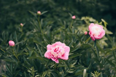 arka planda dalları yeşil yaprakların üzerinde gül peonies çiçek açmış. Yumuşak odak, film efekti, işleme yazar.