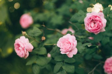 Pembe güller dallar bahçede çiçek açmış. Yumuşak odak, film efekti, işleme yazar.